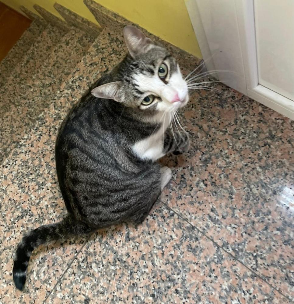 Imagen GATO PERDIDO